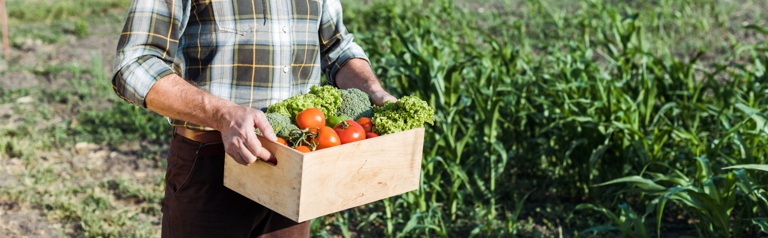 Sostenibilidad y Seguridad Alimentaria